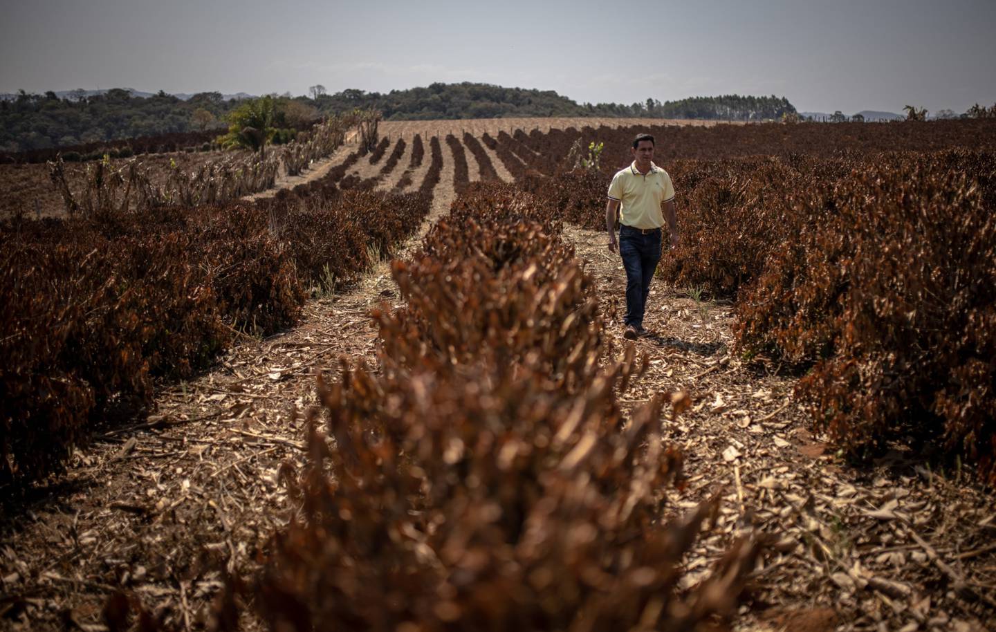 No Brasil, cerca de um terço dos cafeicultores não têm fertilizante suficiente