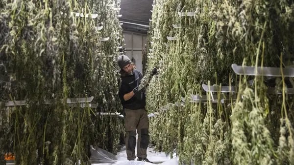 Cannabis en Uruguay: farmacéuticas apuntan a darle nueva vida a la industriadfd