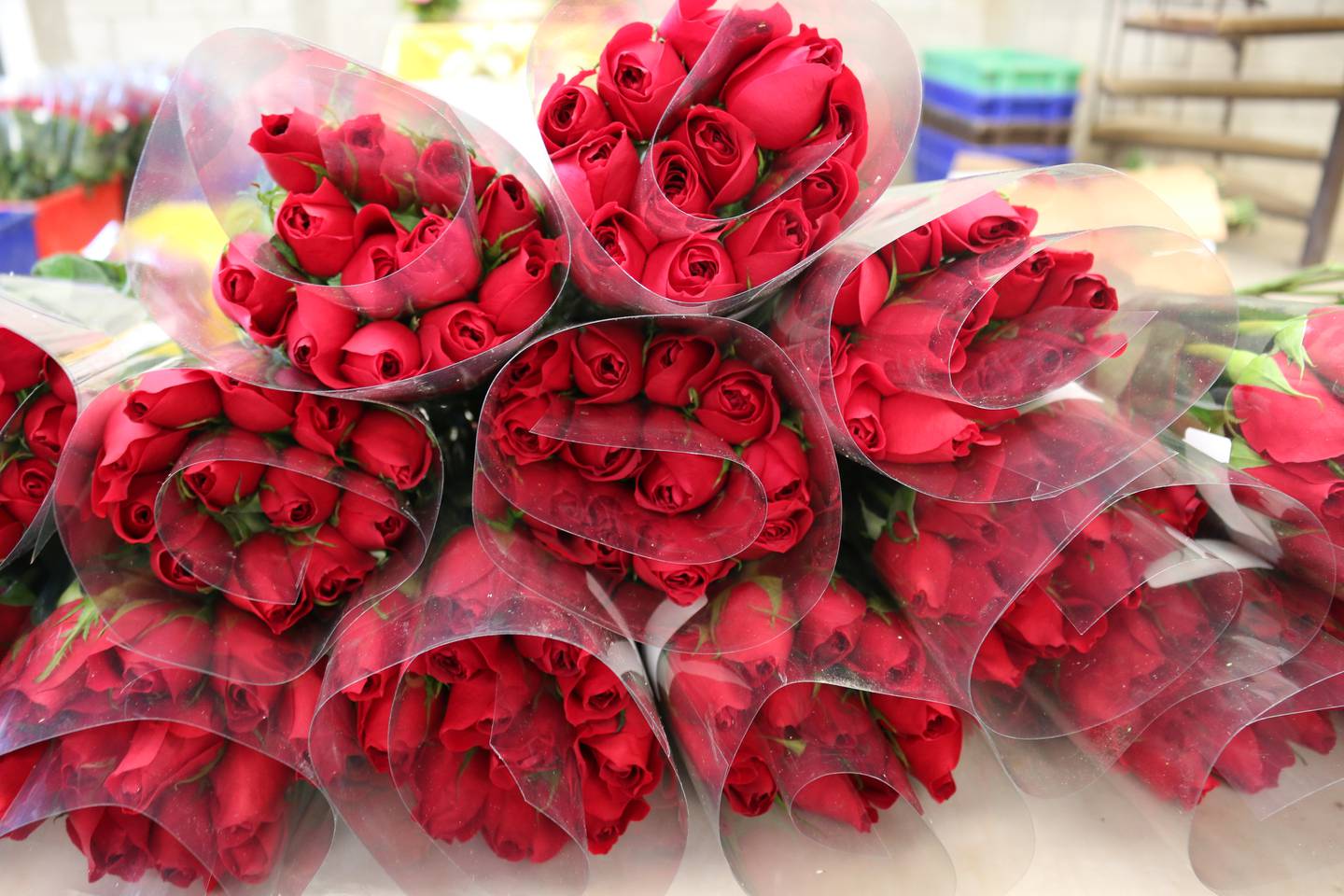 Tres países de LatAm venderán millones de dólares en flores para San Valentín.