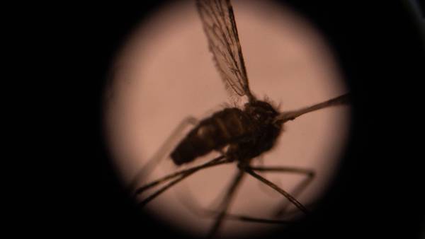 El cambio climático está extendiendo el riesgo de malaria a nuevas zonas de Áfricadfd