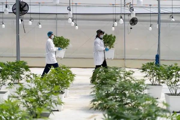 Trabajadores mueven plantas de cannabis que crecen en las instalaciones de un cultivo médico en Los Santos, departamento de Santander, Colombia, el lunes 3 de abril de 2023.