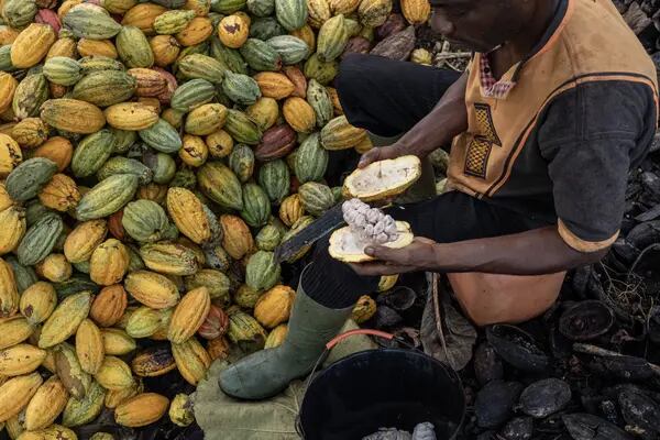 Costa de Marfil busca evitar incumplimientos en exportaciones de cacao tras aumento de preciosdfd