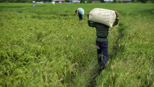 Libre importación de arroz desde EE.UU. preocupa a productores de Centroaméricadfd