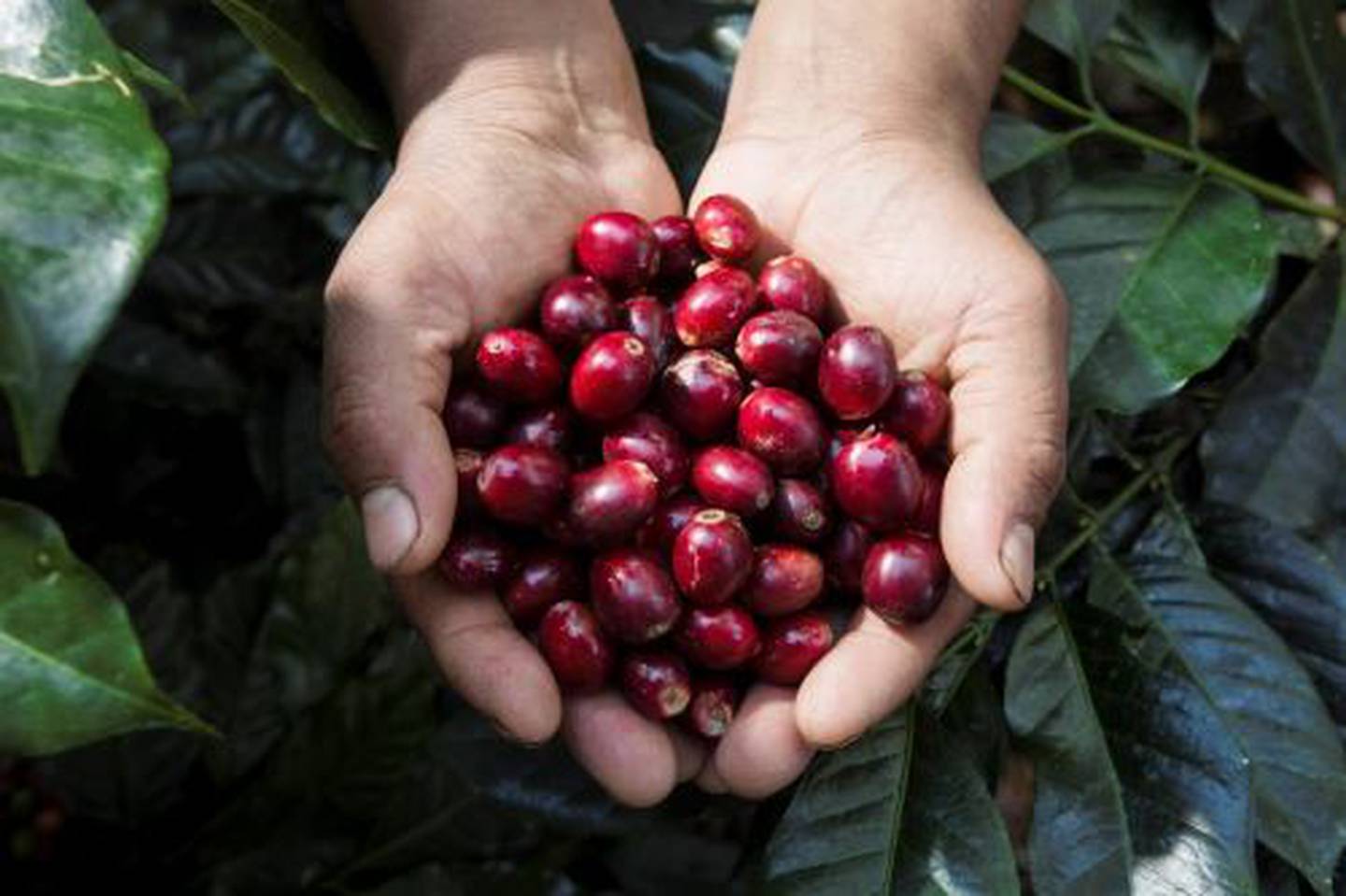 Entre los bienes que más crecieron en el primer cuatrimestre de exportaciones peruanas están el café (+456%), gas natural licuado (+356%), alcohol etílico (+135%) y arándano (+117%).dfd