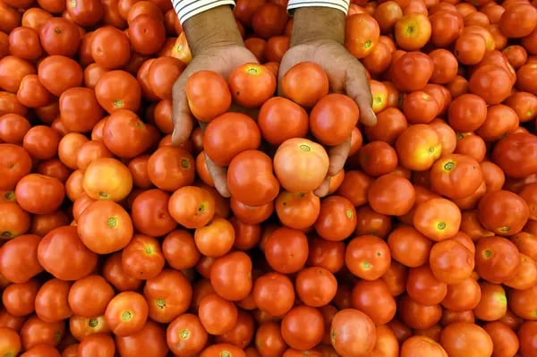 Un vendedor muestra la calidad de sus tomates. Fotógrafo: Noah Seelam/AFP/Getty Images