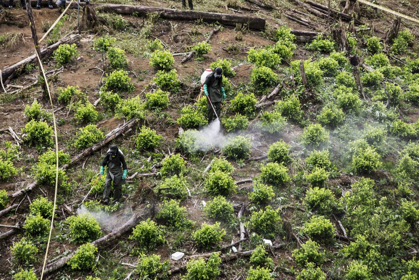 Colombian anti-narcotics police spray glyphosate on a coca field in Tumaco, in Nariño department, in May 2019.