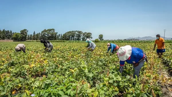 Escasez de fertilizantes amenaza con crisis de hambre en Perúdfd