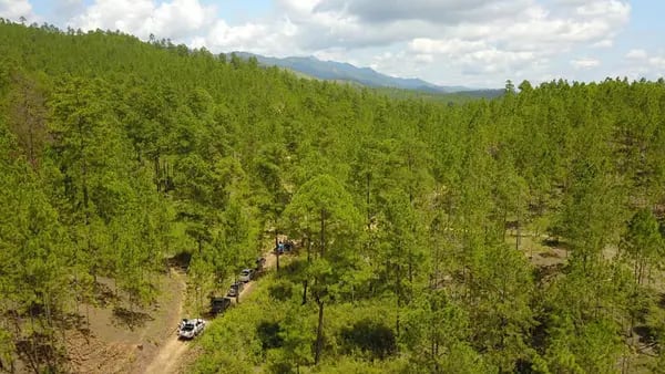 Así planea Honduras recuperar su lugar en el mercado internacional de maderadfd