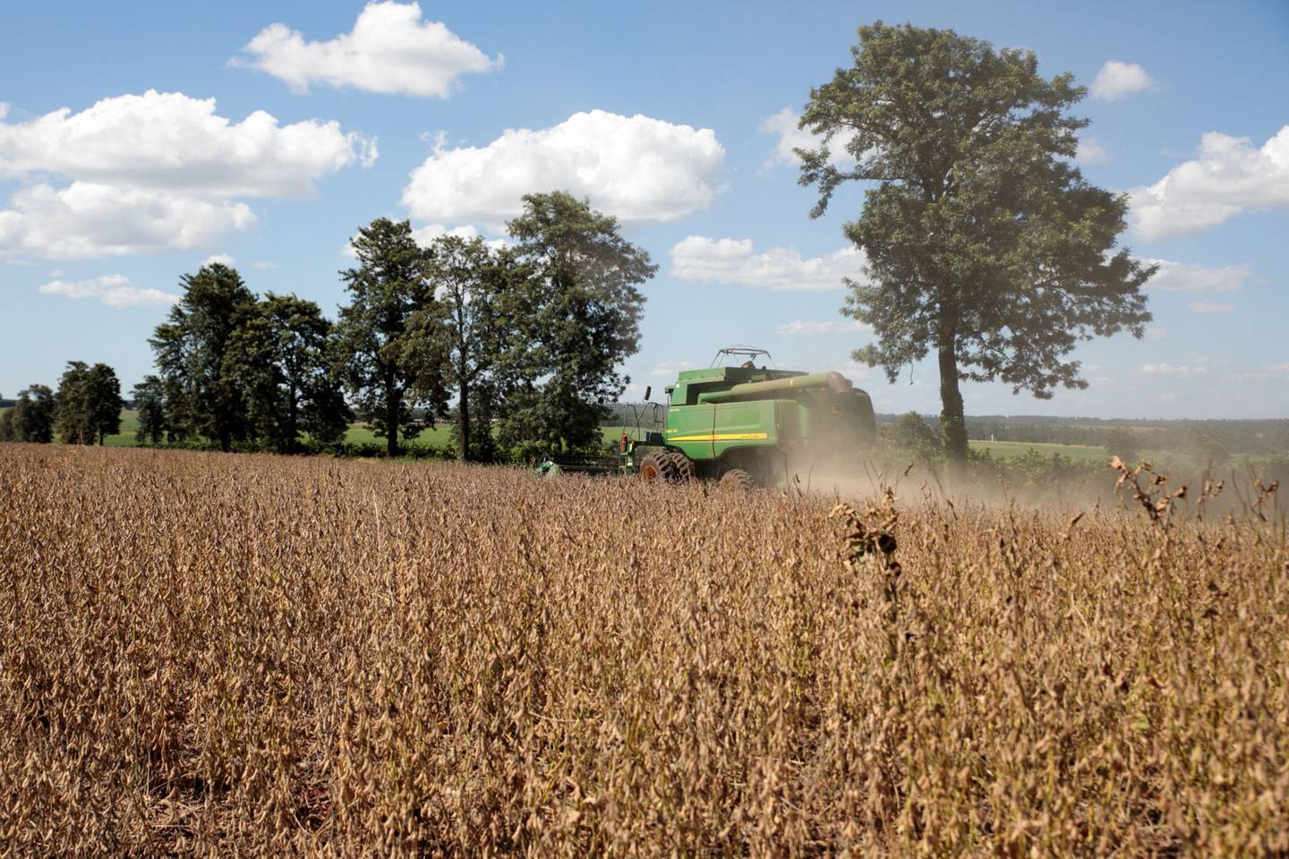 Plantação de soja: papéis da SLC Agrícola (SLCE3) estão entre os mais recomendados para junho por analistas de mercado