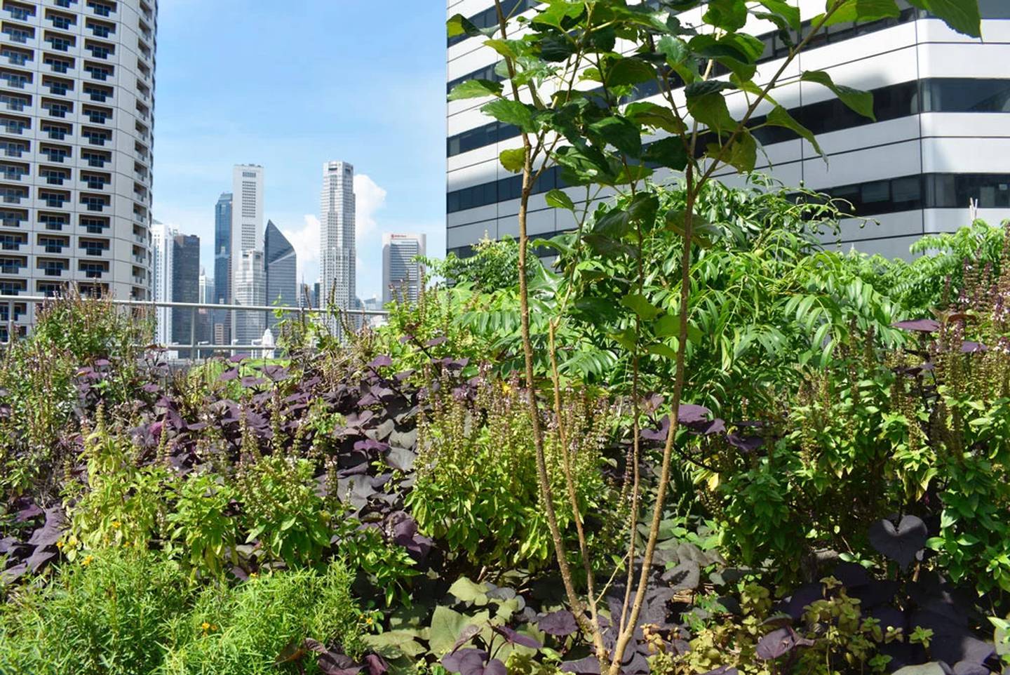 The 10,000 square foot garden atop Raffles City Singaporedfd
