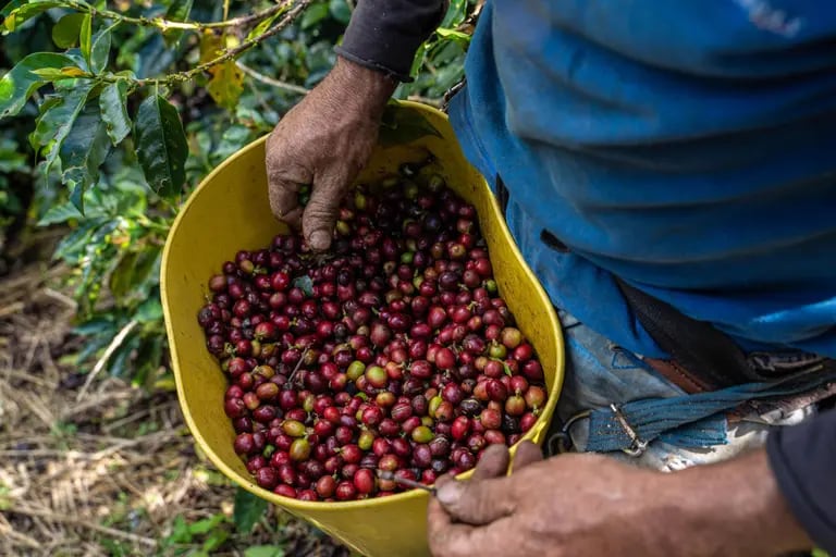 Un trabajador recoge cerezas de café durante una cosecha en Fredonia, departamento de Antioquia, Colombia.dfd