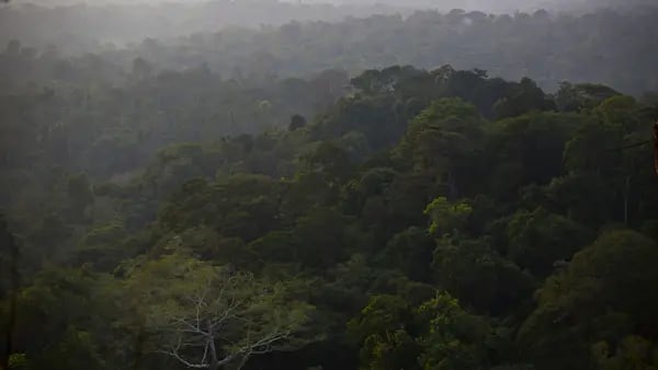 Brazil Bond to Protect Amazon Rainforest Gains Traction Among ESG Investorsdfd