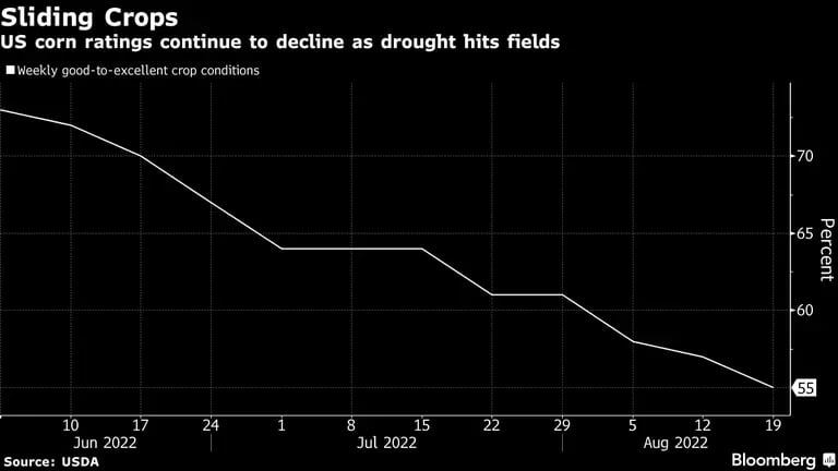 Las cosechas estadounidenses de maíz se ven afectadas por la sequía. dfd