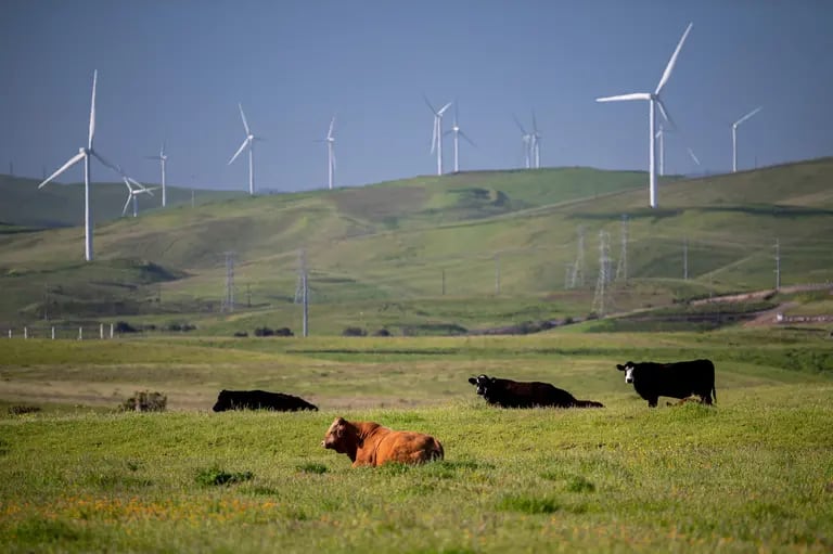 Las vacas pastan cerca del parque eólico de Altamont Pass, cerca de Tracy, California. Instalar más energía renovable y reducir el impacto del calentamiento debido a la agricultura animal son solo dos formas de reducir los riesgos del cambio climático. Fotógrafo: David Paul Morris/Bloombergdfd