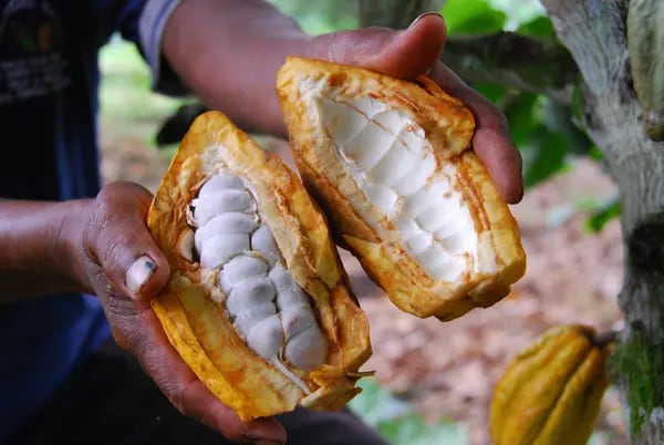 El cacao es uno de los cinco productos estrella del Ecuador.