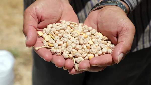 Futuros del maíz bajan ante posible regreso de Ucrania al comercio de granos: Grumadfd