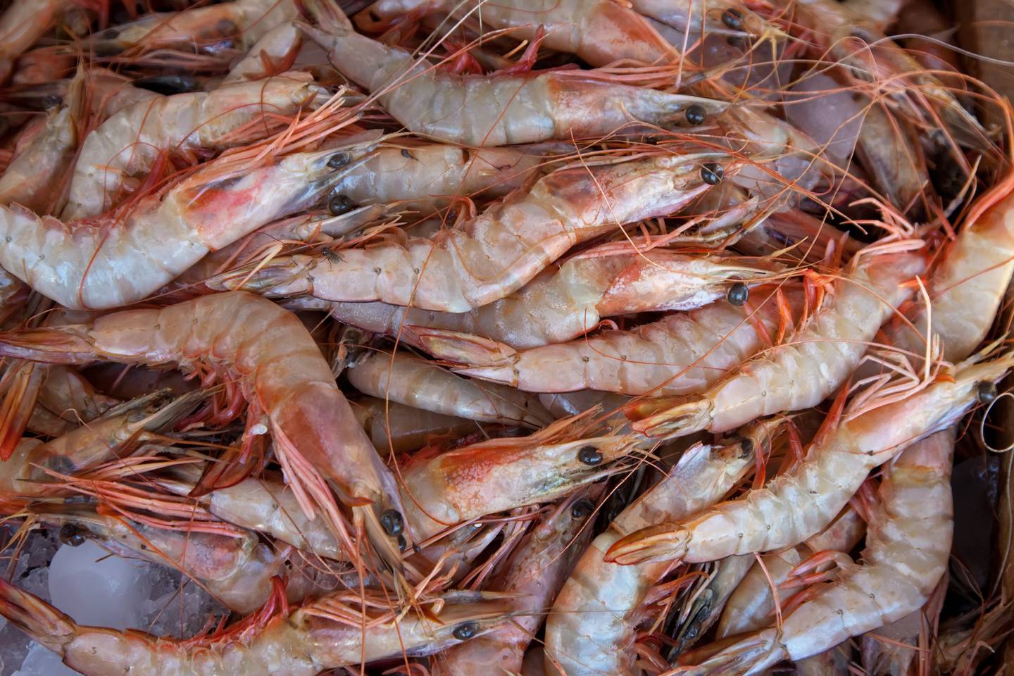 En el año 2019 se exportaron 502 toneladas de camarón a Tailandia.