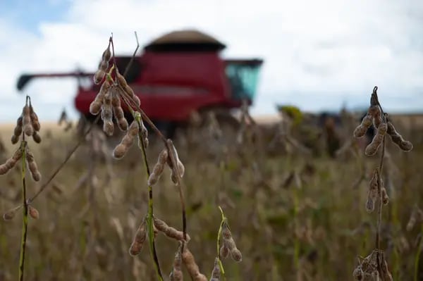 Soybeans during a harvest on a farm near Brasilia, Brazil, on Friday, March 4, 2022. Brazilian farmers are having trouble getting fertilizer for the next soybean crop after top-supplier Russia's invasion of Ukraine, a blow to producers already dealing with surging costs. Photographer: Andressa Anholete/Bloomberg