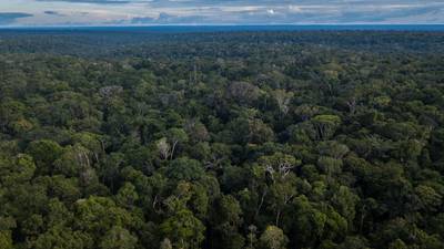 Se espera un retorno de la cooperación global para proteger el Amazonas bajo Luladfd