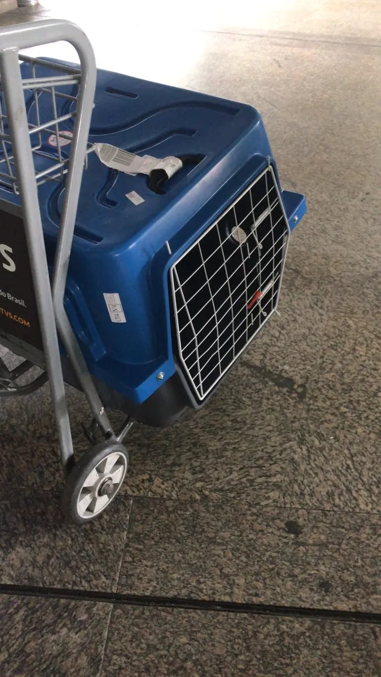 Garçom Reinaldo Gomes questiona a versão de que sua cadela Pandora  rompeu a abertura da caixa de transporte (kennel) e fugiu do aeroporto de Guarulhosdfd