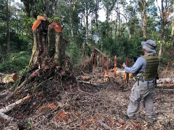 Daño ambiental y acaparamiento de tierra registrado esta semana en el Parque Nacional Montaña Botaderos (PNMB), ubicado entre Colón y Olancho.