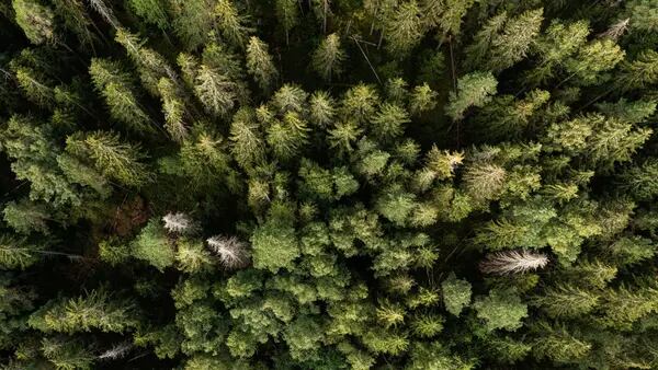 El efecto de los bosques contra el cambio climático es mayor de lo que se creíadfd