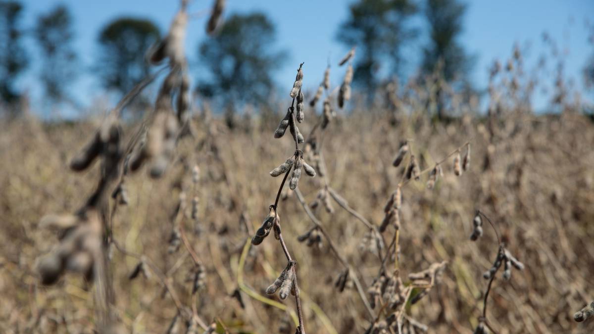 Exportación de harina de soja de EE.UU. se dispara por frenesí de biocombustibles