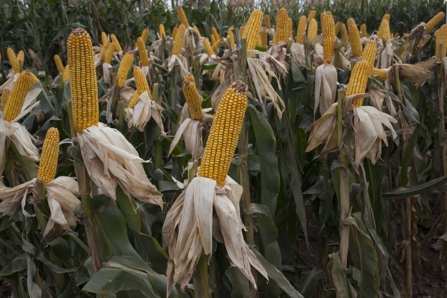 Los tallos de maíz se ven durante la feria agrícola Expoagro en Buenos Aires, Argentina, el miércoles 9 de marzo de 2016.dfd