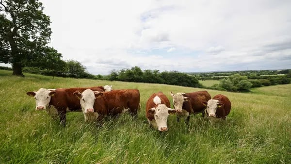 Uruguay mantuvo stock de ganado bovino y apuesta por sostener nivel de faena récorddfd
