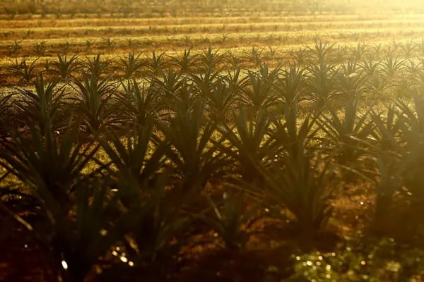 Diageo wants to replenish more water than it uses in all the “water-stressed areas” it operates. Among these countries is Turkey, where it makes the aniseed-flavored spirit raki, and Mexico, where it manufactures tequila.