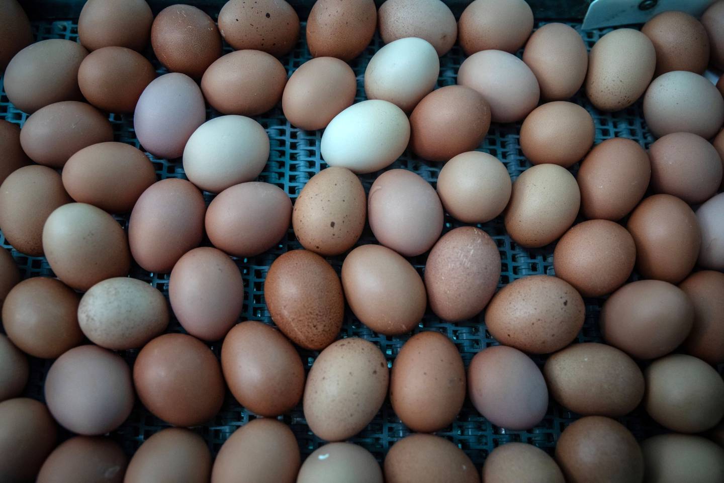 Huevos a lo largo de una cinta transportadora en la granja de huevos ecológicos OiloBide en Ordua, en la provincia de Bizkaia (España), el jueves 26 de agosto de 2021.