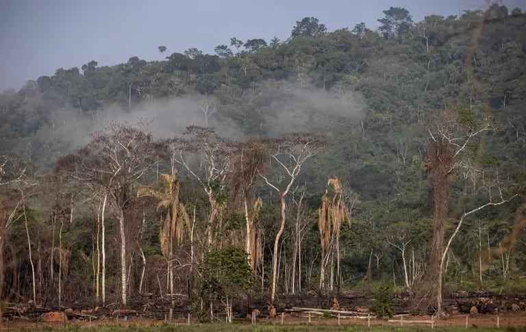 Desmatamento em uma área de proteção ambiental no Parádfd