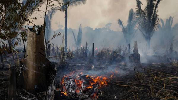El costo para Brasil si el Amazonas pasara un punto clave de deforestacióndfd