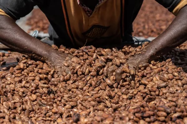 Granos de cacao secados en una granja de Azaguie (Costa de Marfil).