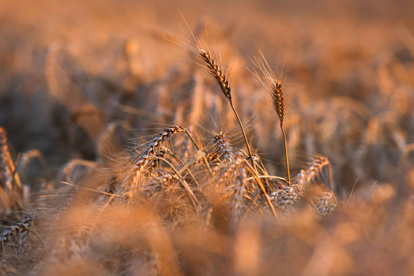 Espigas de trigo en un campo del Reino Unido