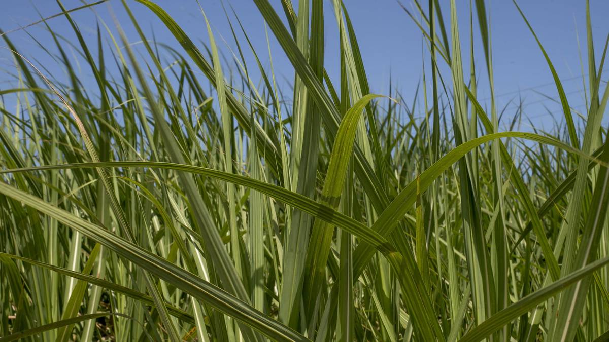 Para Unica, Conab é otimista ao estimar em ‘apenas’ 10% queda na produção de etanol