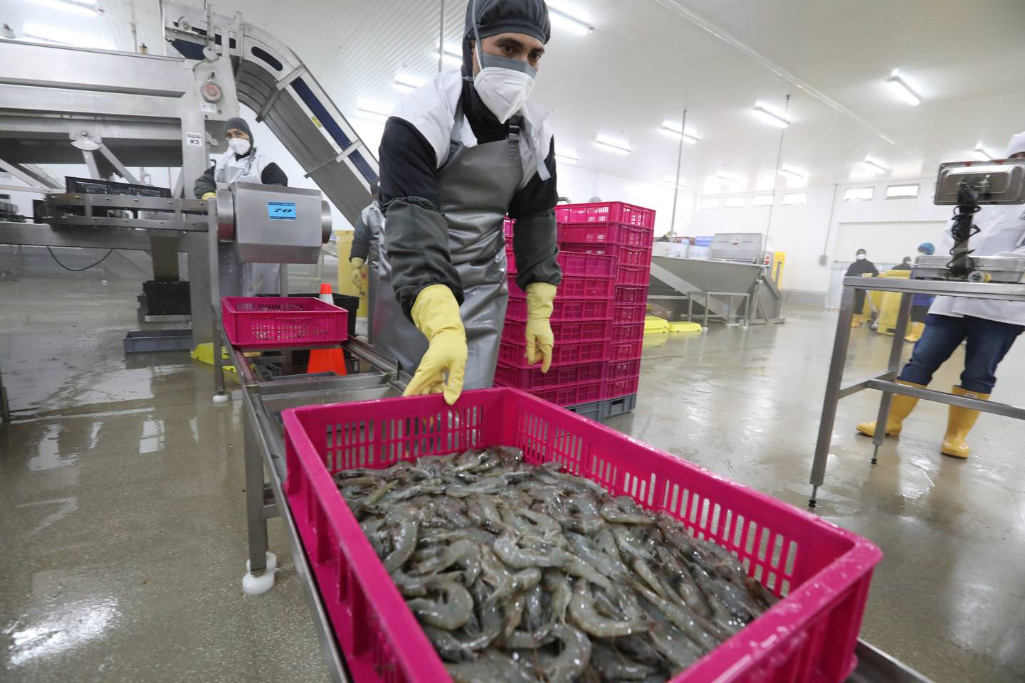 El sector acuícola registró un crecimiento de 70% en el primer trimestre, empujado sobre todo por el camarón.