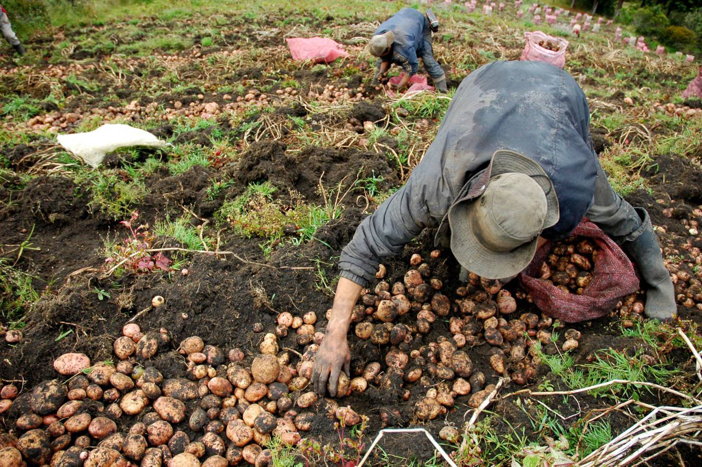Agricultores colombianos cosechan papas en las montañas que rodean Bogotá, Colombia.dfd