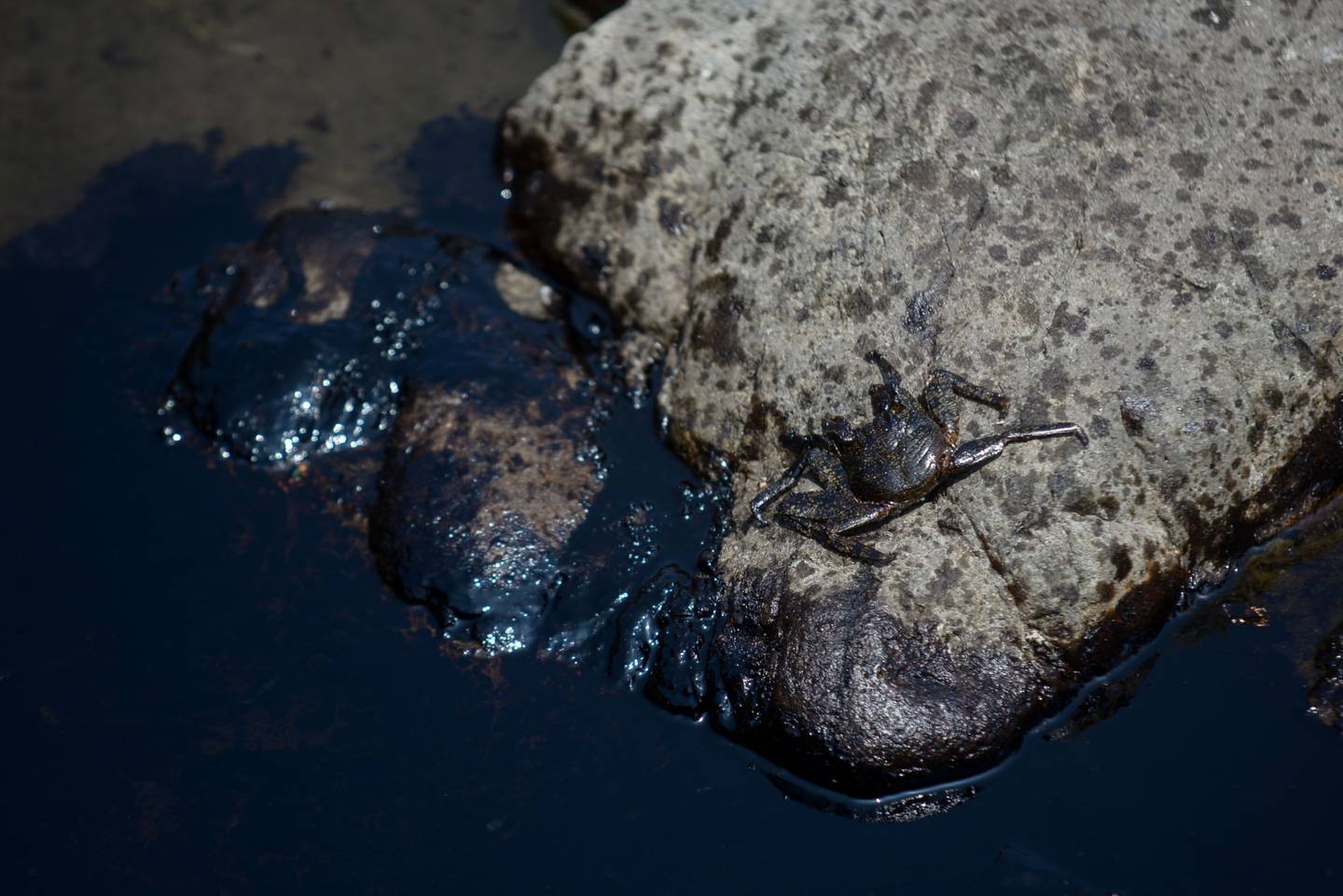 Un cangrejo muerto por un derrame de petróleo en la playa Cavero en Callao, Perú, el miércoles 19 de enero de 2022.