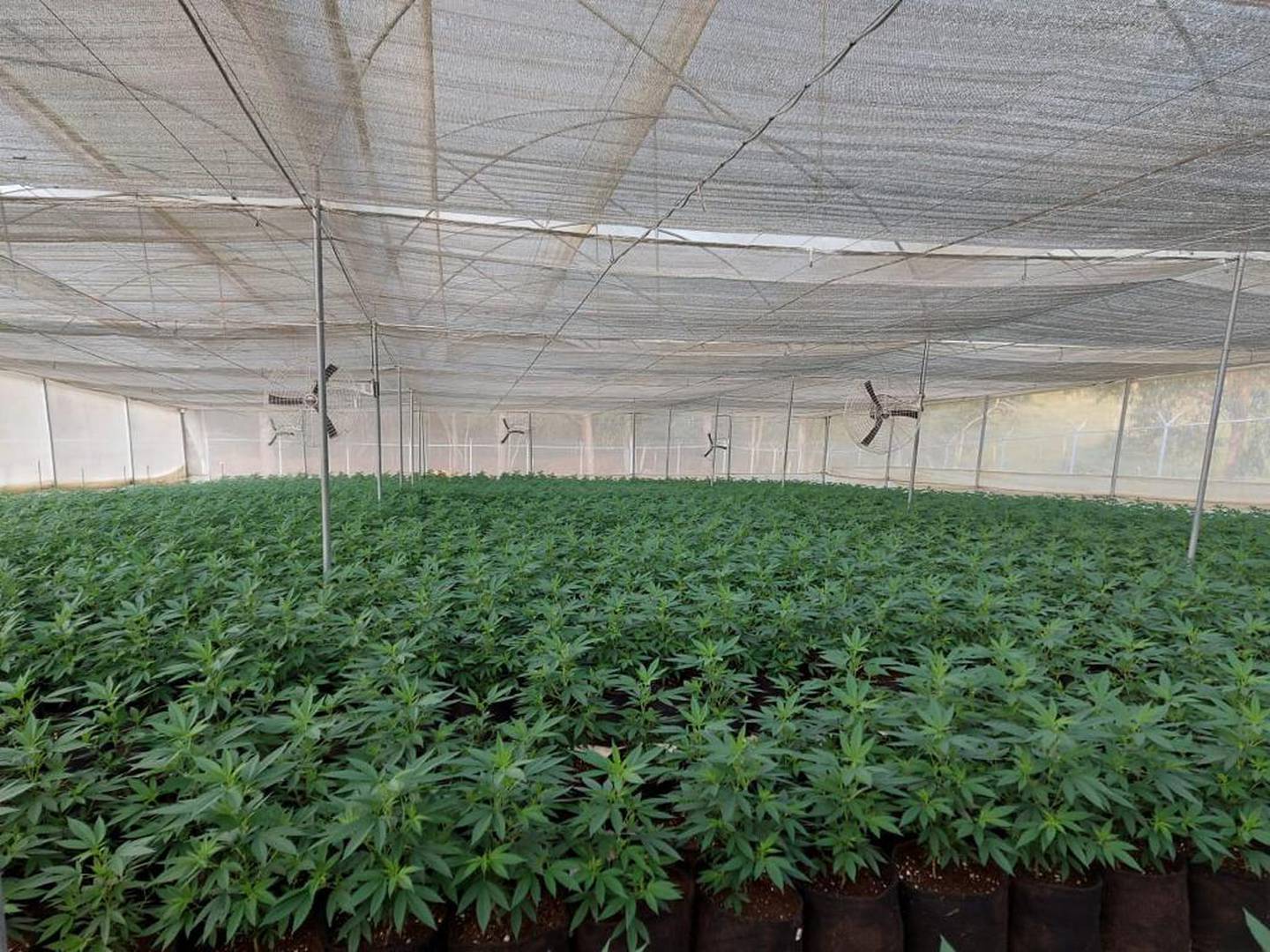 El cultivo de flor seca de cannabis de Allied Colombia SAS en La Mesa de Los Santos, Santander.