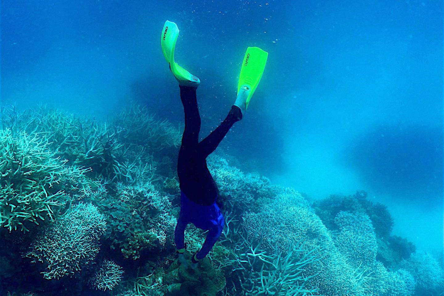 Un buceador nadando entre los corales de la Gran Barrera de Coral en marzo.