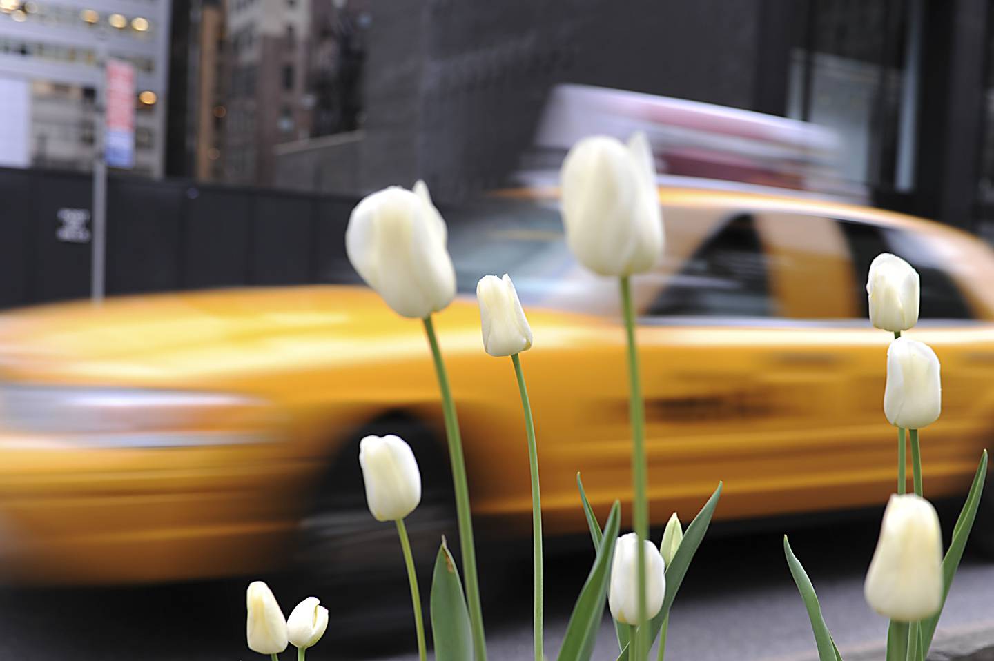 A taxi speeds past blooming tulips on Park Avenue in New York.