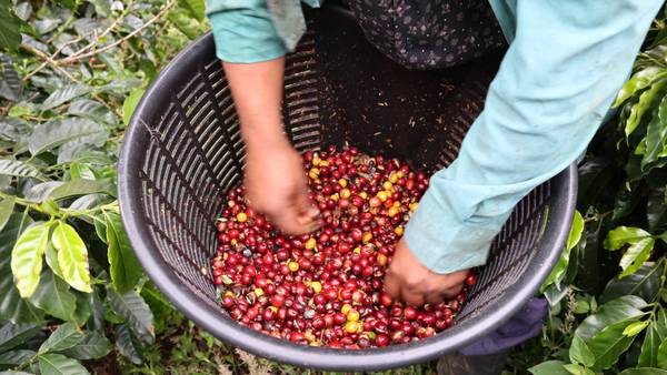 Panamanian Coffee Captivates Global Connoisseurs, Commands High Pricesdfd
