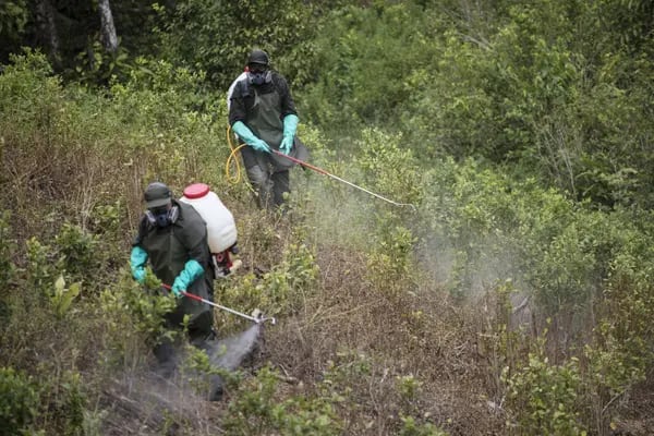 Members of the police fumigate an illegal coca plantation in Tumaco, Colombia.