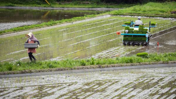 Herbicida originó enfermedad renal mortal en trabajadores agrícolas de Centroaméricadfd
