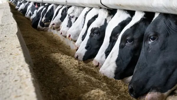 Para reducir el metano hay que poner a dieta a las vacasdfd