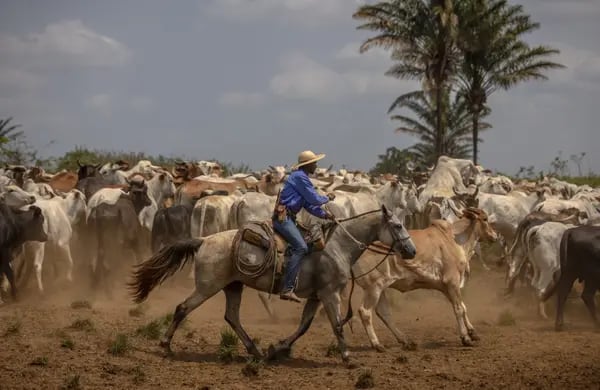 Ranchers herd cattle on a farm in Xinguara, Para state, Brazil.