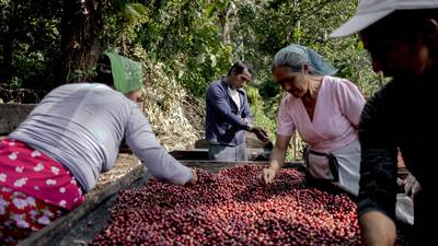 World Bank Plans Insurance Help for Farmers in Central America’s Northern Triangledfd