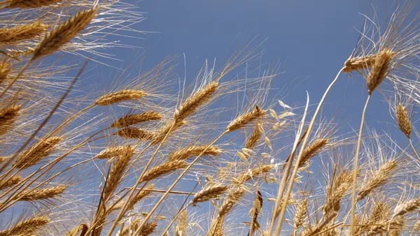 El trigo cae a nivel más bajo en tres años tras datos de mayor oferta en EE.UU.dfd