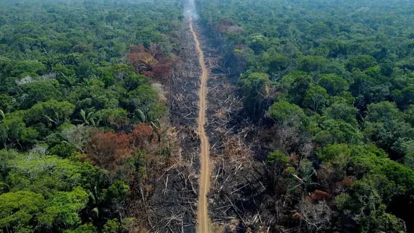 Brasil y Colombia se desvían de la tendencia mundial al frenar la deforestacióndfd